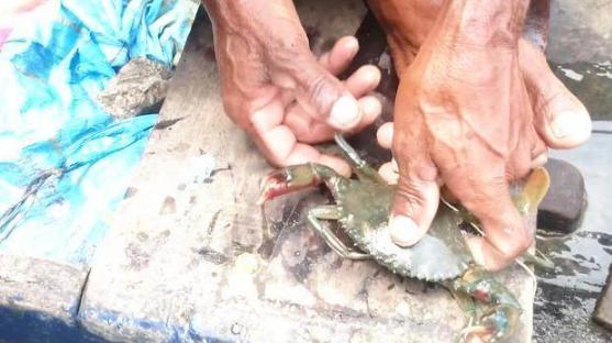 看看印度人是怎么绑螃蟹的!看后,保准你再也不敢在印度吃螃蟹!