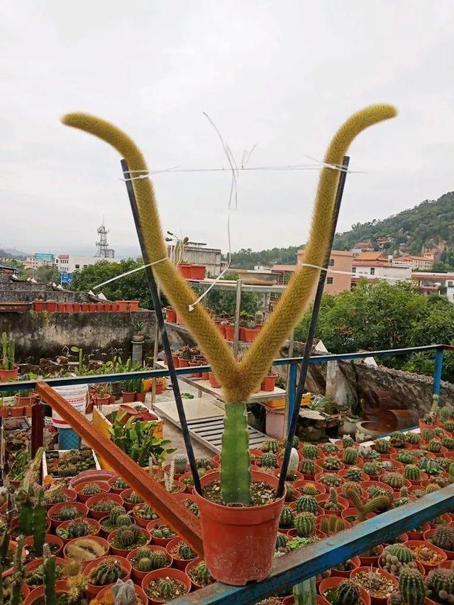 仙人掌嫁接猴尾柱伤口俩周就愈合一个月长50公分开满了红花