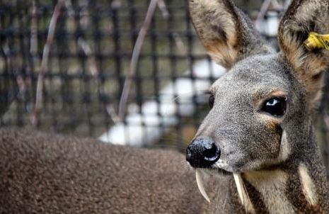 全世界最笨的三种动物,根本不需要天敌,笨就能把自己笨死!