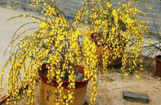 盆栽,地栽差别大:家里养迎春花盆景,3方面到位方能满树繁花