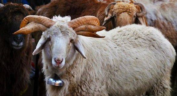 农村大叔养羊多年,竟养出六角山羊,专家也只能这样解释