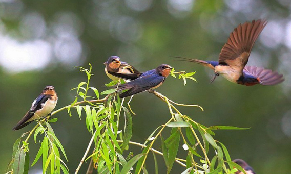 燕子不嫌累吗?为何冬天飞往南方,开春了又要飞回北方?