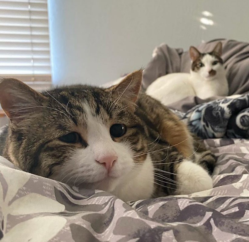 猫咪一脸"哀怨",花了半年才信任主人,卖萌撒娇全是小猫教的