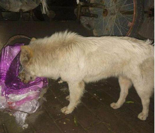 女子听见狗狗惨叫声,看见流浪狗被殴打,最后她的行为令人称赞