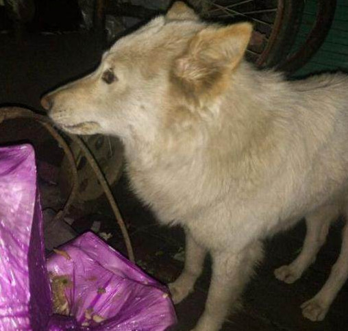 女子听见狗狗惨叫声,看见流浪狗被殴打,最后她的行为令人称赞