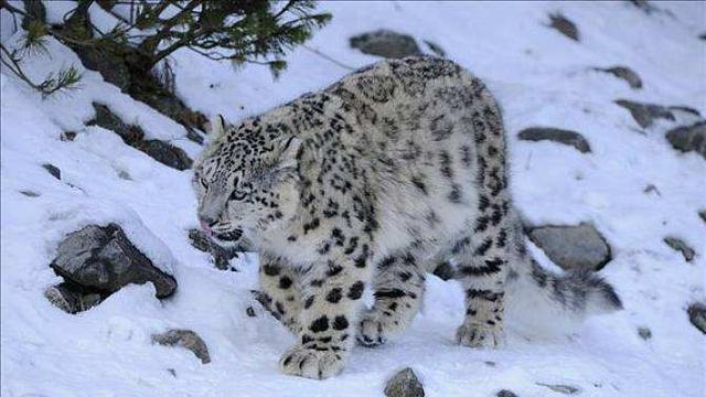 青海首次拍到雪豹清晰影像,距市中心约150公里:真正的雪山王者