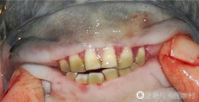 金鲳鱼牙齿图片
