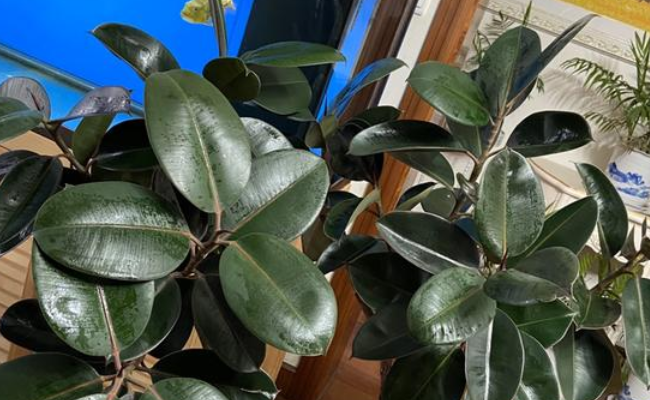 这三种"厚脸皮"植物,一年四季绿油油,富贵大气还好养护