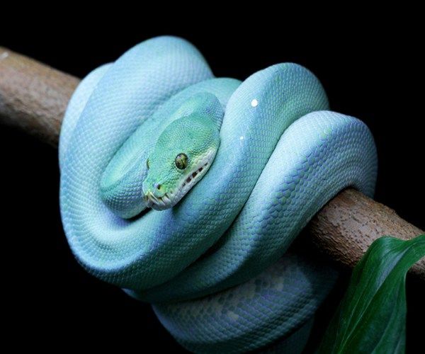 蓝血树蟒极其罕见,在市场上也属于有价无市,就算有钱也买不到,绝对