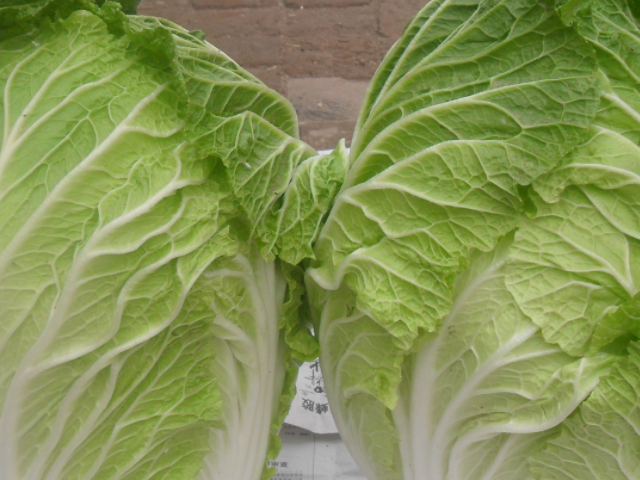 癌症|炒白菜|大白菜_新浪新闻