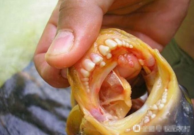 草鱼的牙齿图片图片