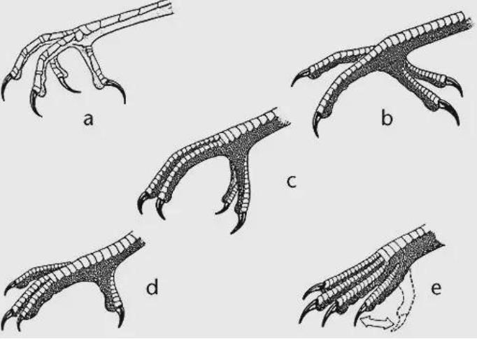 无脚的小鸟,繁殖交配在空中完成,一生飞行距离足够往返地月数次
