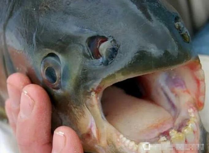 这种鱼长着人类般的牙齿,神奇之外专喜欢偷袭男人要害!
