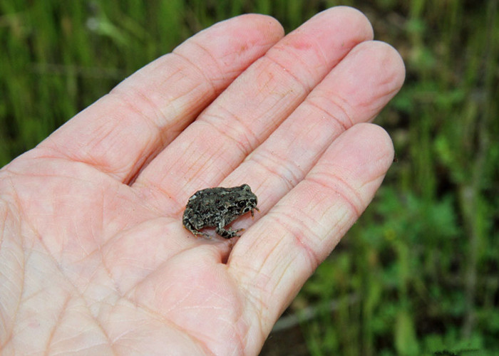 男子野外发现珍珠奶茶顺手带回家几月后男子心塞不已