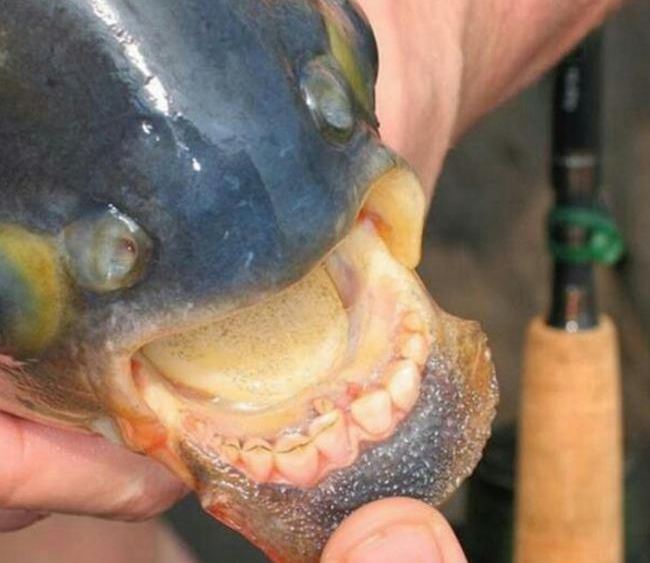 鳡鱼 牙齿图片