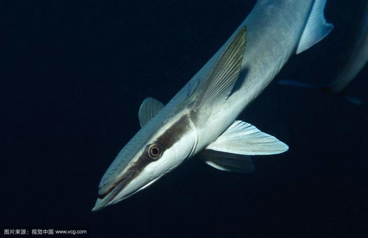 吸盘鱼可以说是免费周游了大洋世界,而且都是不用丝