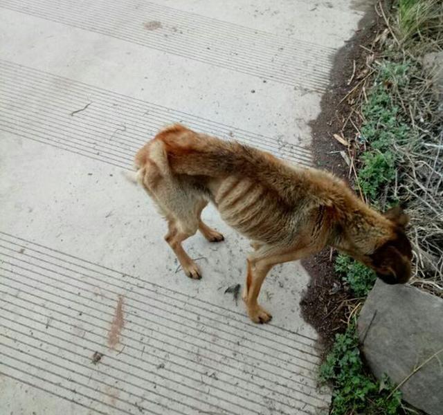 家里的土狗突然不吃不喝,朋友一语道破,我却只能看着狗狗死去!