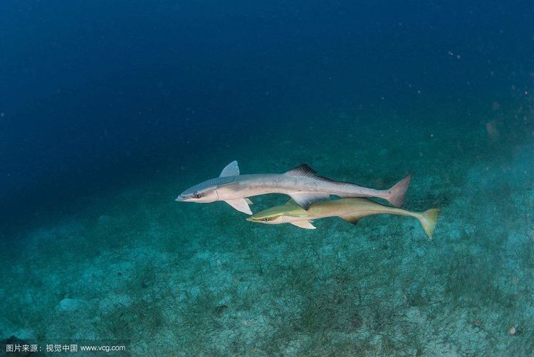 世界上最懒的鱼--吸盘鱼,头长吸盘懒得游泳