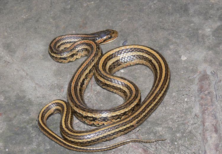 湖南常见的蛇图片