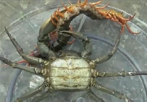 男子将蜈蚣和螃蟹放在一起结局蜈蚣悲剧了男子却哭了