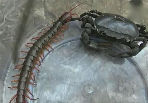 男子将蜈蚣和螃蟹放在一起结局蜈蚣悲剧了男子却哭了