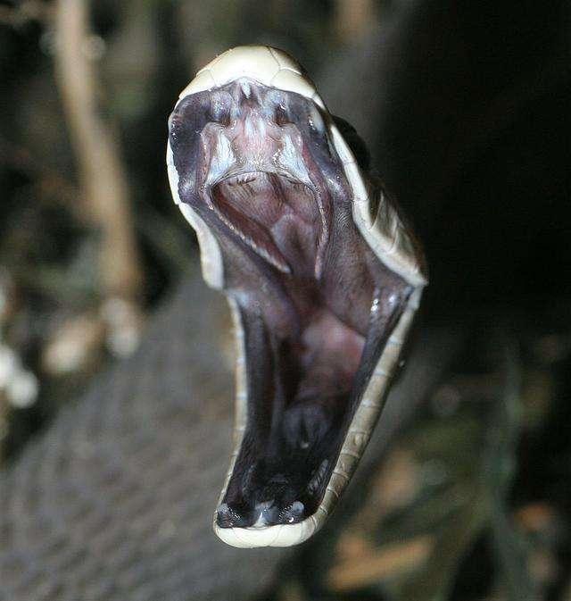 黑曼巴蛇高清图图片