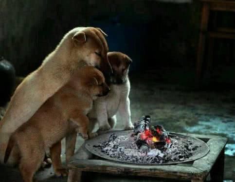 天气太冷狗狗们围着炉子烤火,远看温馨近看却泪奔