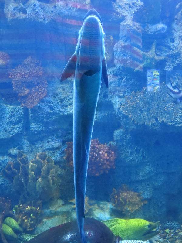 世界上最懒的鱼--吸盘鱼,头长吸盘懒得游泳