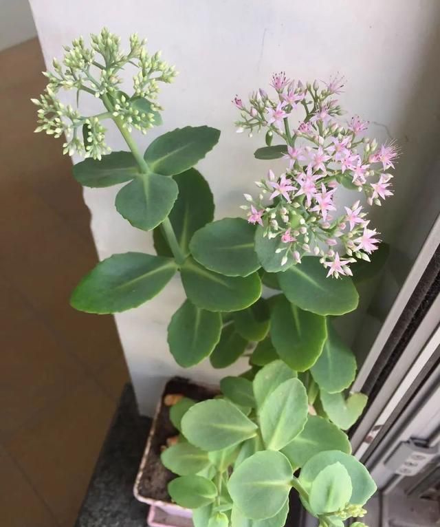 民间"蝎子草"八宝景天,在阳台上绽放超级美!