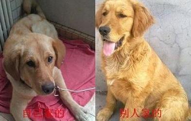 "真假"金毛怎样分?很简单看这6点就行!