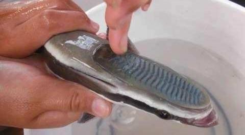 世界上最懒的鱼--吸盘鱼,头长吸盘懒得游泳