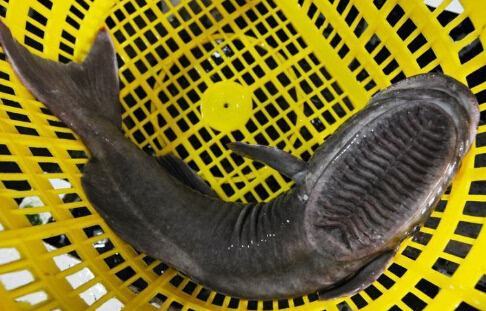 世界上最懒的鱼--吸盘鱼,头长吸盘懒得游泳