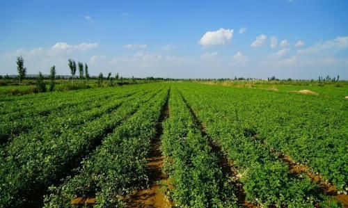 农户种植枸杞子效益高,掌握配方施肥技术,一棵能结一大堆