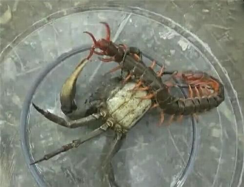 男子将蜈蚣和螃蟹放在一起结局蜈蚣悲剧了男子却哭了