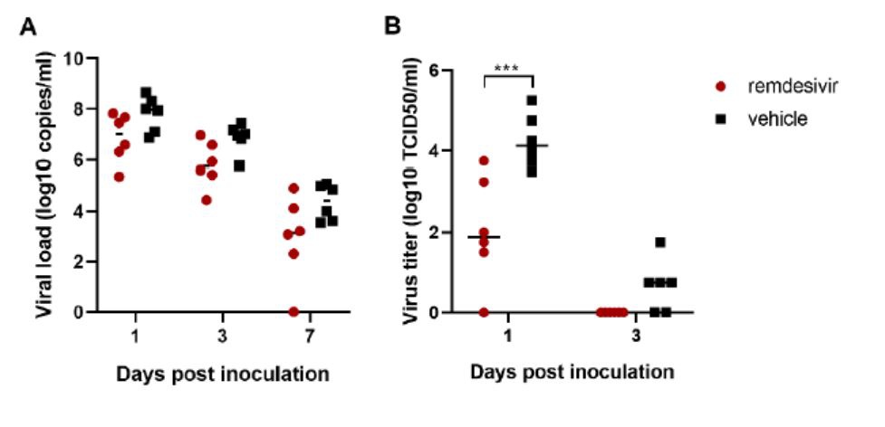 接种瑞德西韦的恒河猴支气管中新冠病毒减少明显