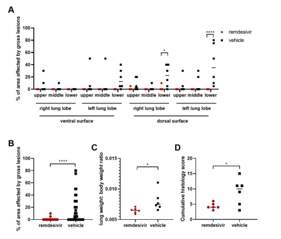 两组恒河猴肺部受病变影响的面积、肺重量与体重之比的对比。