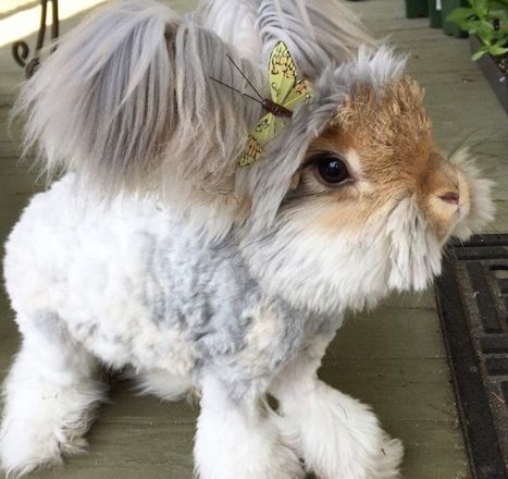 即像狗,又像是兔,如今是最名贵的宠物,耳朵被称为天使的翅膀|安哥拉兔