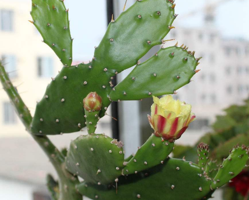 养仙人掌能旺风水?关于仙人掌的2个"禁忌",很多人还不清楚!|仙人掌|风