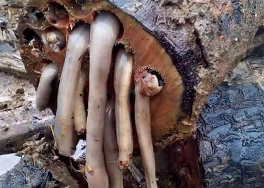 恶心,但是非常受人欢迎,同时价格也非常昂贵,船蛆现在每公斤800到1000