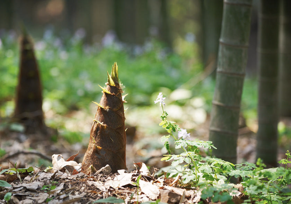 竹笋做菜也能让外国人困惑:为什么中国人吃竹子?