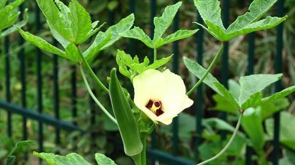 秋葵花腋生,花瓣黄色,果实为蒴果,长10余公分