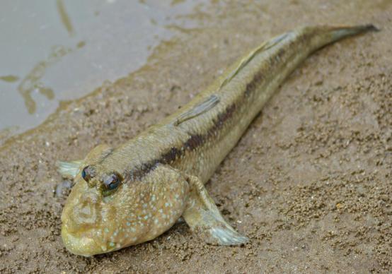 世界上最笨的鱼花3亿年进化上岸凭本事把自己送上餐桌