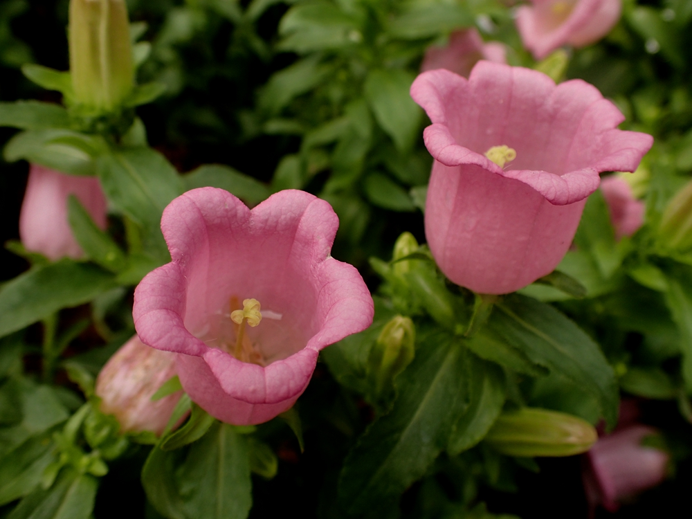 夏天养盆风铃草开花像铃铛学会栽种技巧阳台开满铃铛花