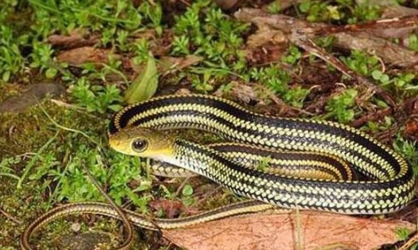 农村|看家狗|燕子_新浪新闻