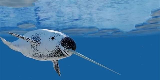 北极出现世上最珍贵的鲸鱼,嘴唇外长角,连捕食吃饭都是用角