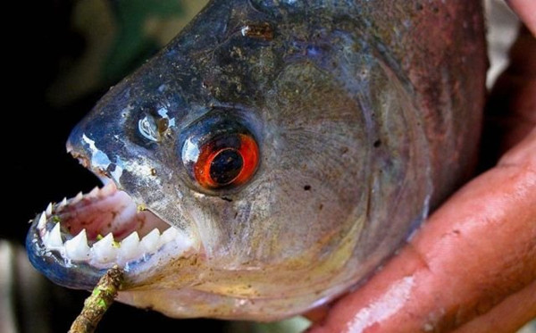 男子抓到食人鱼后亲手测试其咬合力本以为没多大力随后慌了