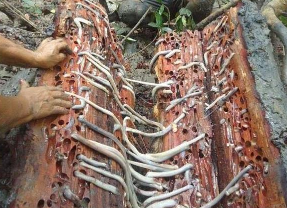 男子劈开木头发现"巨蛆",随手扔进嘴里,女子看着反呕!