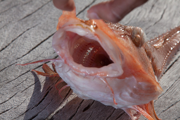 鱼市里出现罕见天价"鞋拔子" 本以为冒牌货 谁承想货真价实