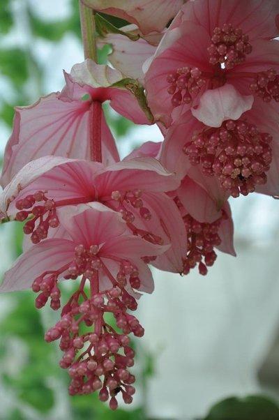 客厅摆一棵"宝莲灯",贵气十足开花一大朵,养在家里有气质