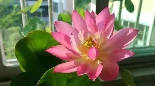 这3种花名字虽土,花朵一个比一个好看,就是没人敢在家里养